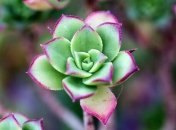 Основные ошибки при посадке декоративных растений (Фото)