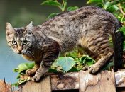 Мы просто их не понимаем: у кошек есть мимика, но люди ее не умеют считывать