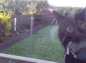 Уморительные снимки животных, которые сделали своим хозяевам неожиданные подарки