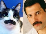 Мостаччоли и Фредди Меркьюри