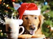 Ученые узнали, как животные влияют на человека