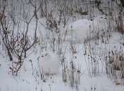 Суровое энергосбережение в суровых реалиях: арктические птицы научились "отключать" иммунитет