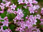 Лечебные свойства травы валерианы 