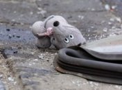 Возле Бучи нетрезвый водитель влетел на встречную, погиб ребенок