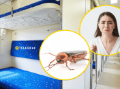 Тараканы "маршировали" по стенам вагона