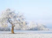 Яке церковне свято 23 січня 2025 - День вшанування пам'яті мученика Агатангела
