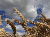 Минагропрод: Украина может собрать рекордный урожай