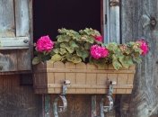 За геранню взимку має бути особливий догляд