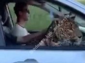 "Интересная кошечка": в Одессе заметили катающегося в авто леопарда (видео)