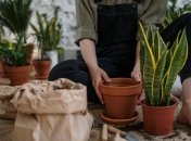 Зачем пересаживать комнатные растения осенью - причины