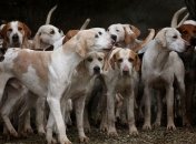 У Якутську виявили контейнер з сотнею трупів собак і кішок