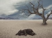 Первые жертвы глобального потепление: исследователи ошарашили прогнозом