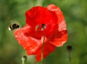 Медовый Спас 2020: что нельзя делать на Маковея, традиции