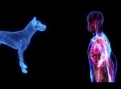 Подопытных животных для тестирования лекарств заменят симулятором