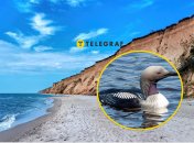 Уникальная птица Украины