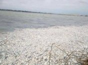 На Херсонщине выясняют причины массовой гибели рыбы