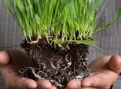  Нардепы разрешили создать Государственный земельный банк