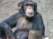 Шимпанзе умеют отличать хорошие и плохие поступки