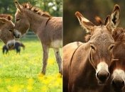 Симпатичные ослики из приюта, которые учат людей радоваться жизни (Фото) 