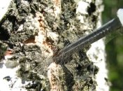 В Праге таблички к стволам деревьев прибили гвоздями