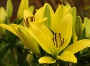 Роскошный цветок на любой клумбе - лилия