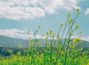 Какой сегодня праздник в Украине — Юлиана Тарсийского