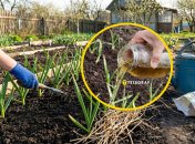 Озимый чеснок нуждается в подкормке весной