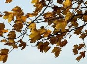 КГГА: Столицу "накроет" сильный ветер