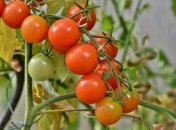 У серпні особливо важливо "доглядати" за врожаєм