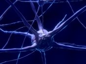 Ученые определили, когда у мозга появляется способность формировать воспоминания