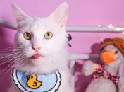 Более 50 тысяч фолловеров: кот Бросси из Сингапура - новая звезда в Instagram (фото, видео)