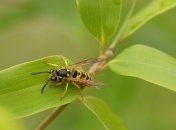 Благодаря этим советам вы сможете эффективно отпугивать ос и шершней