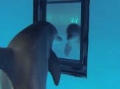 Ученые установили, что дельфины узнают себя в зеркале раньше человеческих детей