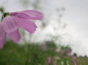 Прогноз погоды в Украине на 25 августа: дожди пройдут на востоке