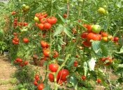 Опытные огородники знают, что нужно выращивать рядом с кустом томатов