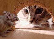 Ученые научились снимать нервное напряжение у мышей