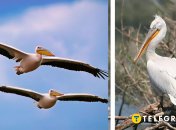 Рожеві пелікани