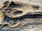 Палеонтологи нашли остатки крупнейшего в мире динозавра