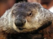 Мужчина предложил казнить сурка за неправильное предсказание