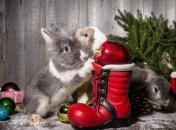 Новогодние приметы помогут вам стать успешнее в наступающем году