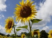 Украина существенно увеличила экспорт продукции АПК