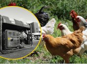 Як відключення світла впливають на птахоферми