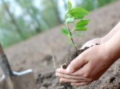 Датчане решили высадить миллион деревьев для борьбы с климатическими изменениями