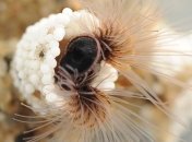 На что вдохновили ученых морские черви?