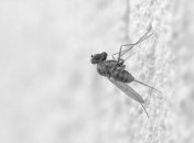 Эффективные методы борьбы с комарами