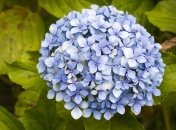 Гортензію можна висаджувати в ґрунт восени та навесні