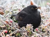 17 февраля - приметы и обряды в Николаев день