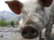 Франция построит стену на границе с Бельгией