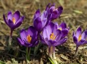 Прогноз погоды на 4 апреля в Украине: продолжится потепление