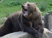 Не хватает балалайки и ушанки: в России медведи устроили драку прямо посреди дороги (видео)